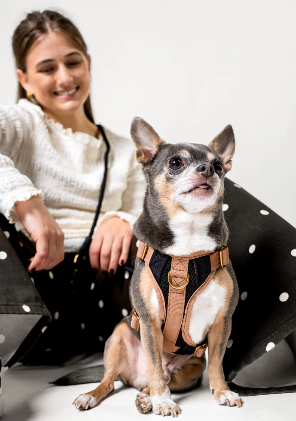 Dog beds promo image